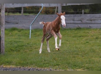 Quarter horse américain, Jument, Poulain (03/2024), 150 cm, Alezan