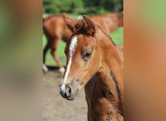 Quarter horse américain, Jument, Poulain (04/2026), 150 cm, Alezan