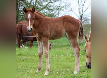 Quarter horse américain, Jument, Poulain (04/2026), 150 cm, Alezan