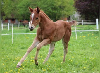 Quarter horse américain, Jument, Poulain (04/2026), 150 cm, Alezan