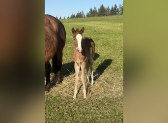Quarter horse américain, Jument, Poulain (05/2026), 150 cm, Alezan