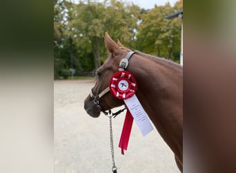 Quarter horse américain, Jument, Poulain (03/2025), 150 cm, Bai