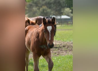 Quarter horse américain, Jument, Poulain (04/2024), 150 cm, Bai