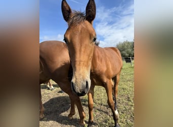 Quarter horse américain, Jument, Poulain (03/2025), 150 cm, Bai
