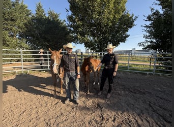 Quarter horse américain, Jument, Poulain (03/2025), 150 cm, Bai