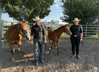 Quarter horse américain, Jument, Poulain (03/2025), 150 cm, Bai