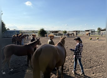 Quarter horse américain, Jument, Poulain (03/2025), 150 cm, Bai