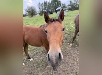 Quarter horse américain, Jument, Poulain (03/2025), 150 cm, Bai