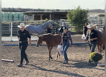 Quarter horse américain, Jument, Poulain (03/2025), 150 cm, Bai