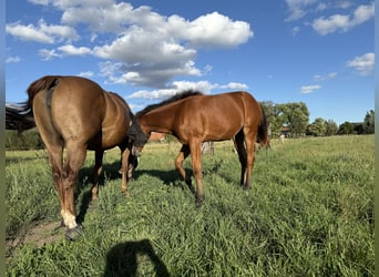 Quarter horse américain, Jument, Poulain (03/2025), 150 cm, Bai