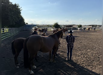 Quarter horse américain, Jument, Poulain (03/2025), 150 cm, Bai