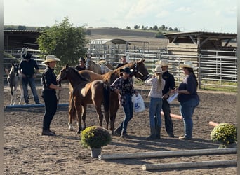 Quarter horse américain, Jument, Poulain (03/2025), 150 cm, Bai