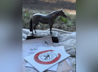 Quarter horse américain, Jument, Poulain (03/2025), 150 cm, Bai