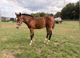 Quarter horse américain, Jument, Poulain (05/2026), 150 cm, Buckskin