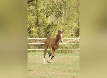 Quarter horse américain, Jument, Poulain (05/2026), 150 cm, Buckskin