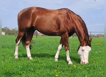 Quarter horse américain, Jument, Poulain (04/2023), 150 cm, Palomino