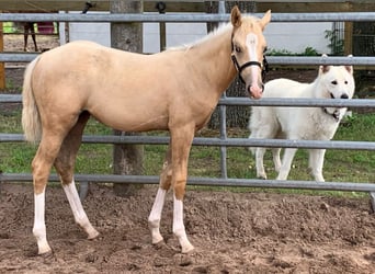 Quarter horse américain, Jument, Poulain (04/2023), 150 cm, Palomino