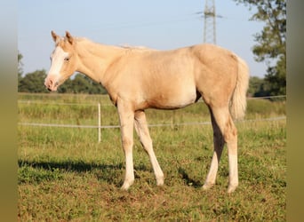 Quarter horse américain, Jument, Poulain (05/2026), 150 cm, Palomino
