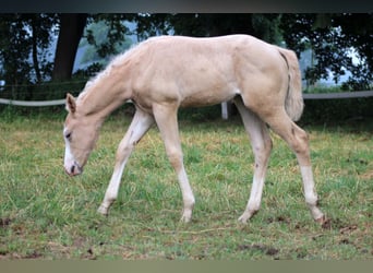 Quarter horse américain, Jument, Poulain (05/2026), 150 cm, Palomino