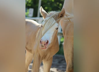 Quarter horse américain, Jument, Poulain (05/2026), 150 cm, Palomino