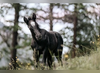 Quarter horse américain Croisé, Jument, Poulain (05/2024), 150 cm, Rouan Bleu