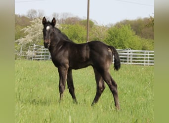 Quarter horse américain, Jument, Poulain (04/2024), 150 cm, Rouan Bleu