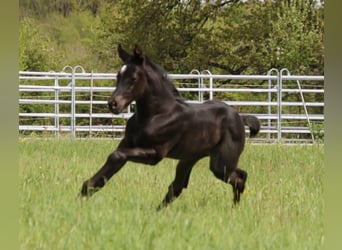 Quarter horse américain, Jument, Poulain (04/2024), 150 cm, Rouan Bleu