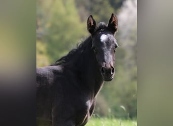 Quarter horse américain, Jument, Poulain (04/2024), 150 cm, Rouan Bleu