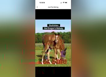 Quarter horse américain, Jument, Poulain (01/2025), 152 cm, Alezan