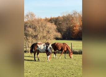 Quarter horse américain, Jument, Poulain (01/2025), 152 cm, Alezan