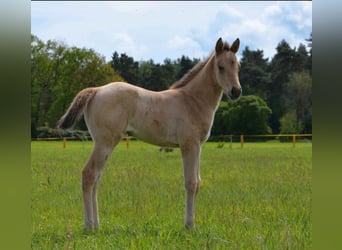 Quarter horse américain, Jument, Poulain (04/2026), 152 cm, Buckskin