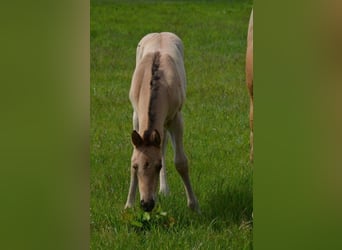 Quarter horse américain, Jument, Poulain (04/2026), 152 cm, Buckskin