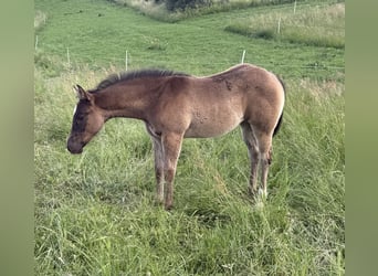 Quarter horse américain, Jument, Poulain (04/2026), 152 cm, Gris