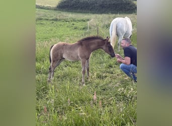 Quarter horse américain, Jument, Poulain (04/2026), 152 cm, Gris