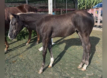 Quarter horse américain, Jument, Poulain (05/2026), 152 cm, Noir