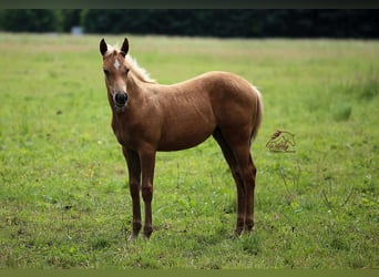 Quarter horse américain, Jument, Poulain (04/2023), 152 cm, Palomino