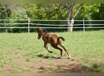 Quarter horse américain, Jument, Poulain (04/2025), 153 cm, Bai
