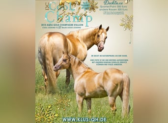 Quarter horse américain, Jument, Poulain (03/2024), 153 cm, Champagne