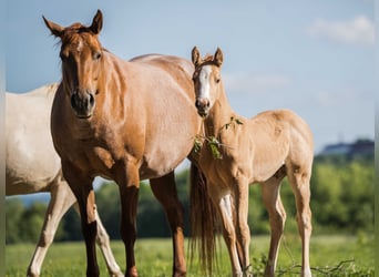 Quarter horse américain, Jument, Poulain (04/2026), 153 cm, Palomino