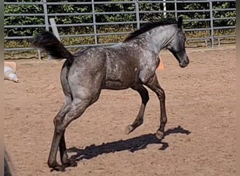 Quarter horse américain, Jument, Poulain (05/2023), 153 cm, Rouan Bleu