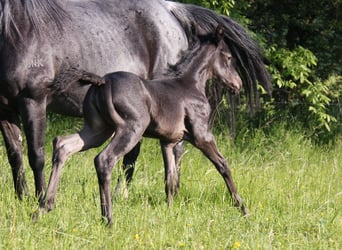 Quarter horse américain, Jument, Poulain (05/2023), 153 cm, Rouan Bleu