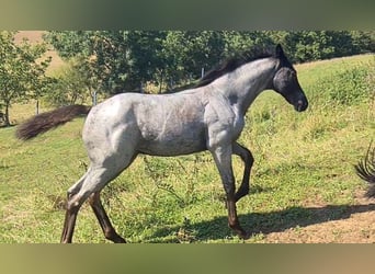 Quarter horse américain, Jument, Poulain (05/2023), 153 cm, Rouan Bleu