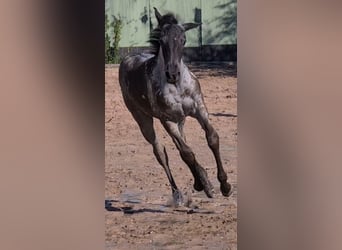 Quarter horse américain, Jument, Poulain (05/2023), 153 cm, Rouan Bleu