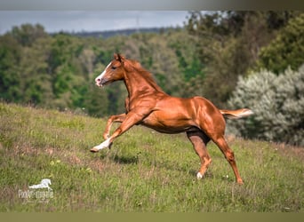 Quarter horse américain, Jument, Poulain (05/2026), 154 cm, Alezan brûlé