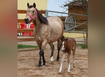 Quarter horse américain, Jument, Poulain (03/2024), 154 cm, Bai