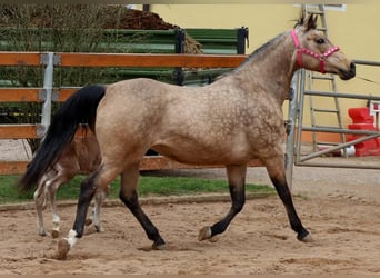 Quarter horse américain, Jument, Poulain (03/2024), 154 cm, Bai