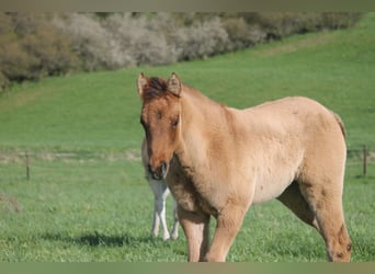 Quarter horse américain, Jument, Poulain (02/2024), 154 cm, Isabelle