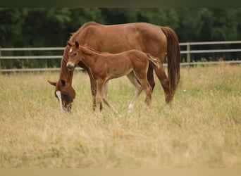 Quarter horse américain, Jument, Poulain (05/2026), 155 cm, Alezan