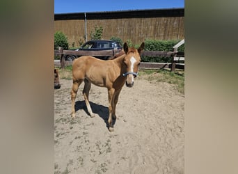 Quarter horse américain, Jument, Poulain (04/2026), 155 cm, Alezan
