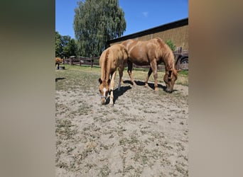 Quarter horse américain, Jument, Poulain (04/2026), 155 cm, Alezan
